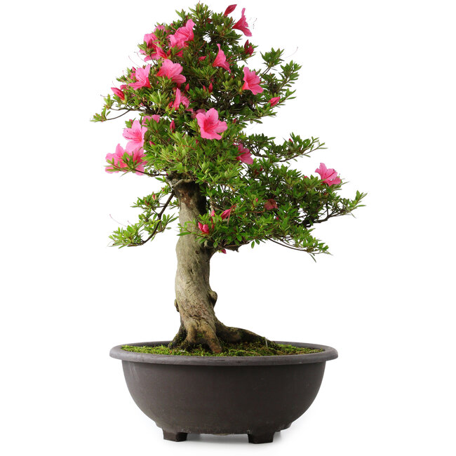 Rhododendron indicum Osakazuki, 72 cm, ± 30 years old