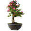 Rhododendron indicum Osakazuki, 72 cm, ± 30 jaar oud