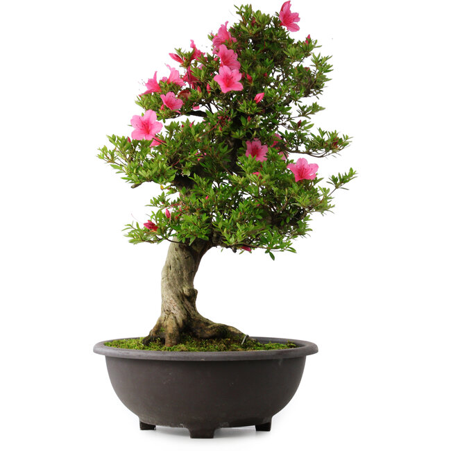 Rhododendron indicum Osakazuki, 72 cm, ± 30 years old