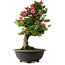 Rhododendron indicum Osakazuki, 72 cm, ± 30 jaar oud