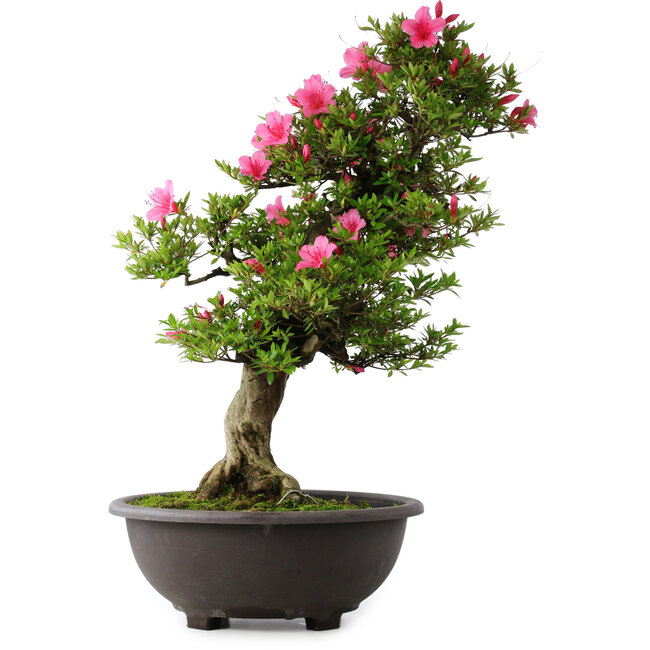 Rhododendron indicum Osakazuki, 72 cm, ± 30 years old