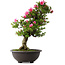 Rhododendron indicum Osakazuki, 72 cm, ± 30 jaar oud