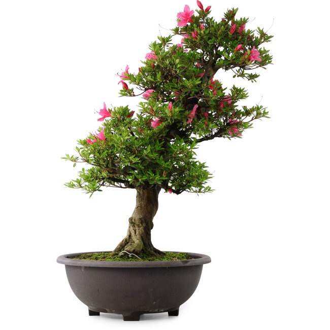 Rhododendron indicum Osakazuki, 72 cm, ± 30 years old