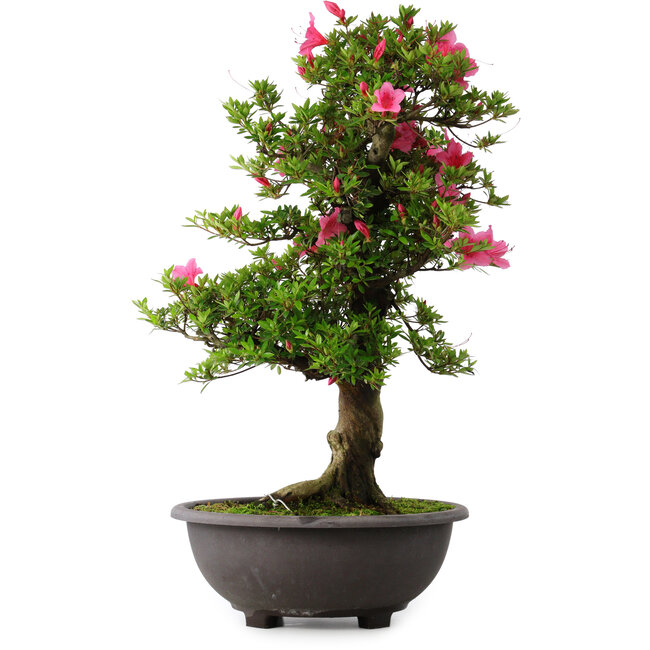 Rhododendron indicum Osakazuki, 72 cm, ± 30 years old