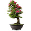 Rhododendron indicum Osakazuki, 72 cm, ± 30 jaar oud