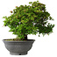 Rhododendron indicum Nyo-Hozan, 51 cm, ± 30 years old