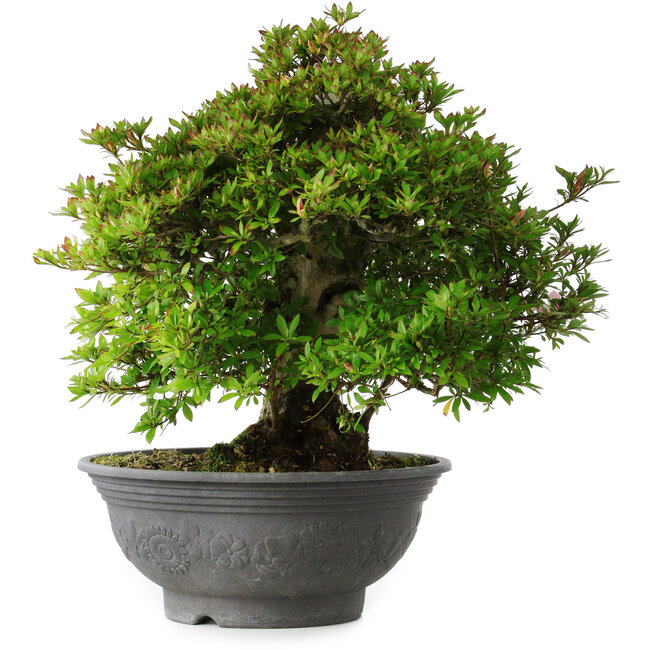 Rhododendron indicum Nyo-Hozan, 51 cm, ± 30 years old