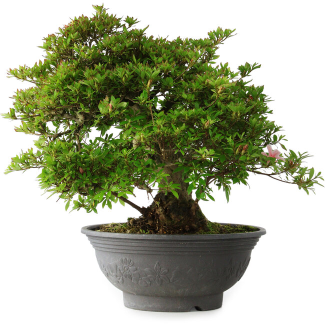 Rhododendron indicum Nyo-Hozan, 51 cm, ± 30 years old