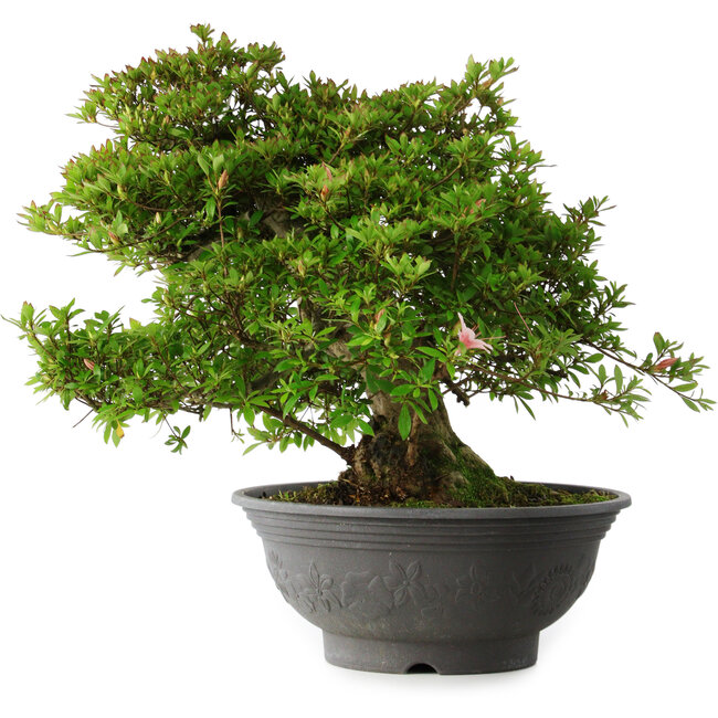 Rhododendron indicum Nyo-Hozan, 51 cm, ± 30 years old