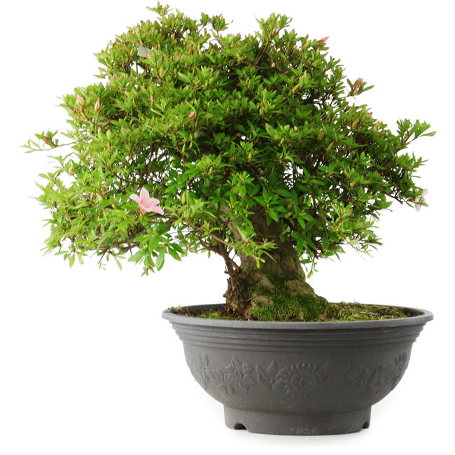 Rhododendron indicum Nyo-Hozan, 51 cm, ± 30 years old