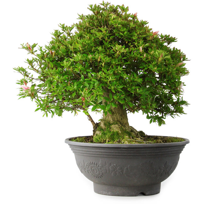 Rhododendron indicum Nyo-Hozan, 51 cm, ± 30 years old