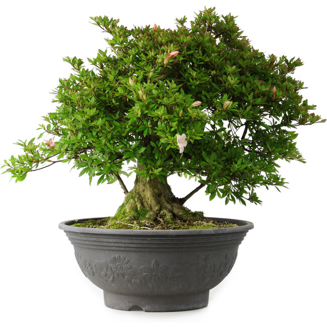 Rhododendron indicum Nyo-Hozan, 51 cm, ± 30 years old