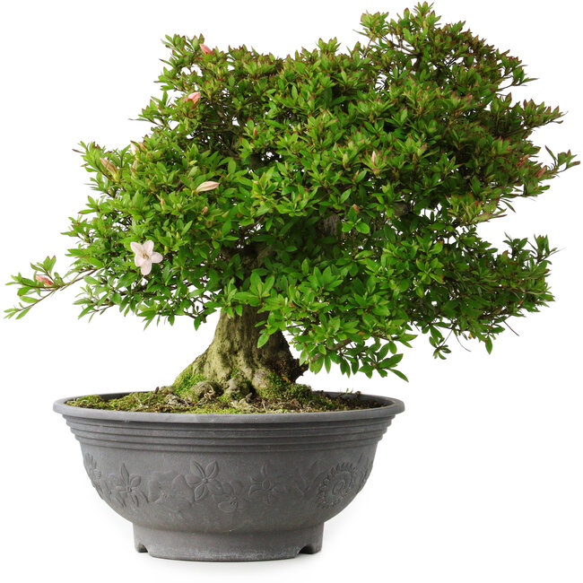 Rhododendron indicum Nyo-Hozan, 51 cm, ± 30 years old