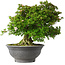 Rhododendron indicum Nyo-Hozan, 51 cm, ± 30 years old