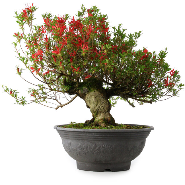 Rhododendron indicum Kinsai, 52 cm, ± 30 jaar oud