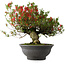 Rhododendron indicum Kinsai, 52 cm, ± 30 jaar oud