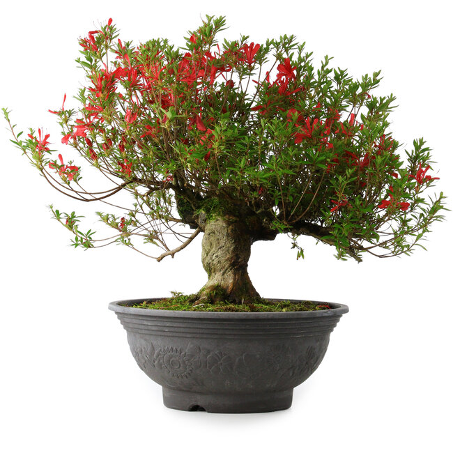 Rhododendron indicum Kinsai, 52 cm, ± 30 years old