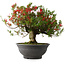 Rhododendron indicum Kinsai, 52 cm, ± 30 jaar oud