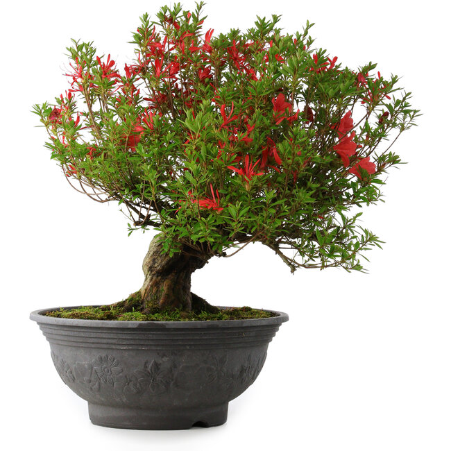 Rhododendron indicum Kinsai, 52 cm, ± 30 years old