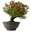 Rhododendron indicum Kinsai, 52 cm, ± 30 jaar oud