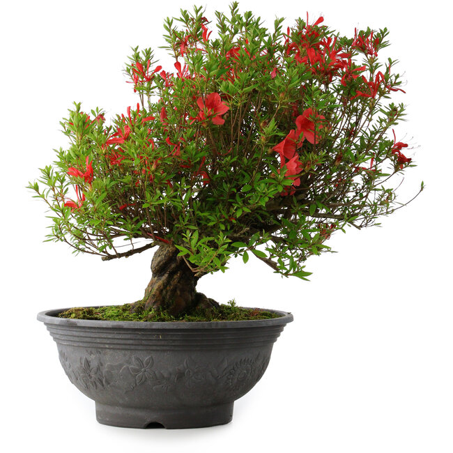 Rhododendron indicum Kinsai, 52 cm, ± 30 years old