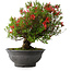 Rhododendron indicum Kinsai, 52 cm, ± 30 jaar oud