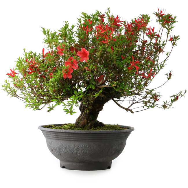 Rhododendron indicum Kinsai, 52 cm, ± 30 years old