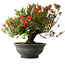 Rhododendron indicum Kinsai, 52 cm, ± 30 jaar oud