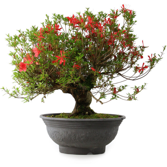 Rhododendron indicum Kinsai, 52 cm, ± 30 years old