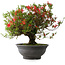 Rhododendron indicum Kinsai, 52 cm, ± 30 jaar oud