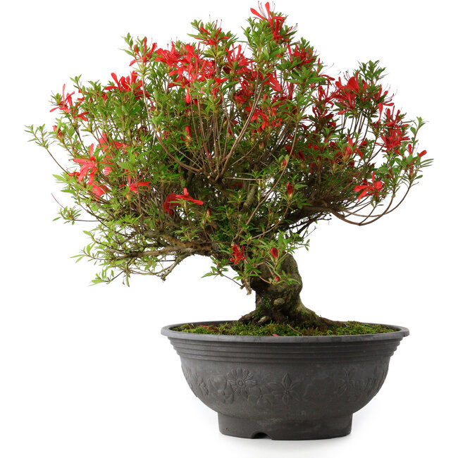 Rhododendron indicum Kinsai, 52 cm, ± 30 years old