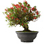 Rhododendron indicum Kinsai, 52 cm, ± 30 jaar oud