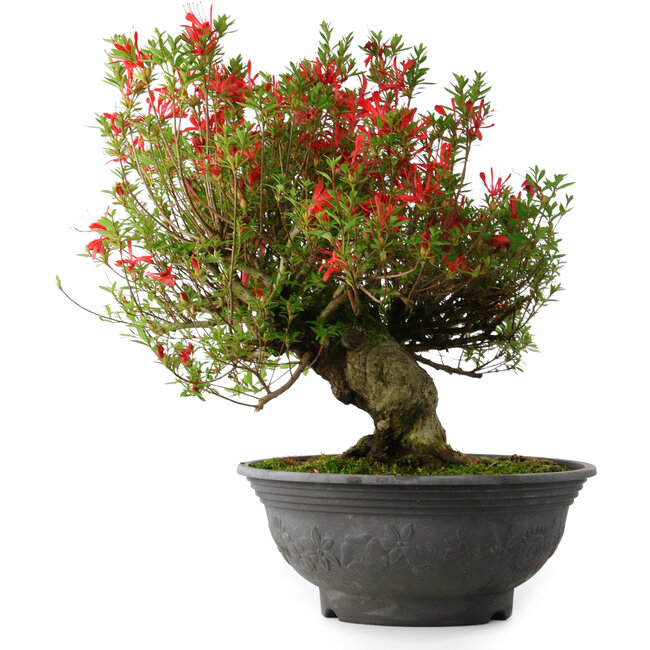 Rhododendron indicum Kinsai, 52 cm, ± 30 years old