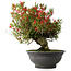 Rhododendron indicum Kinsai, 52 cm, ± 30 jaar oud