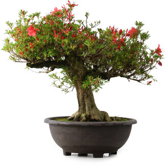Rhododendron indicum Kinsai, 52 cm, ± 30 jaar oud