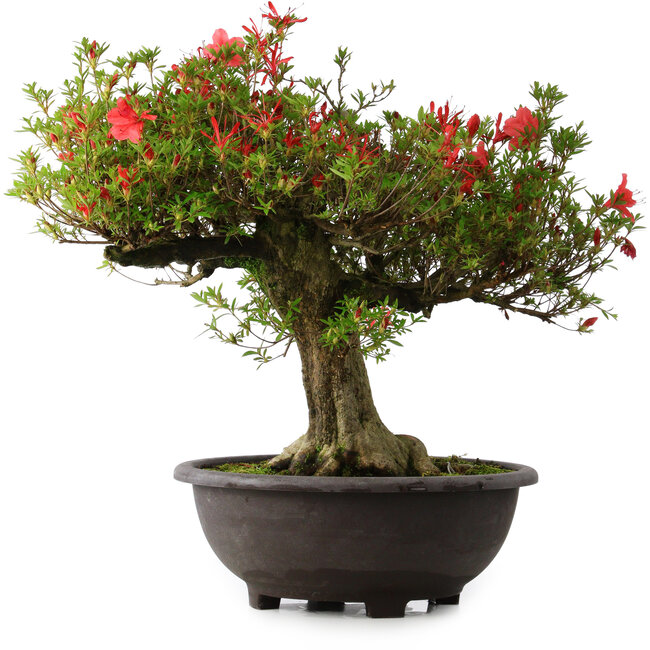 Rhododendron indicum Kinsai, 52 cm, ± 30 jaar oud