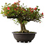 Rhododendron indicum Kinsai, 52 cm, ± 30 jaar oud