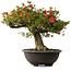 Rhododendron indicum Kinsai, 52 cm, ± 30 jaar oud