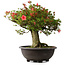 Rhododendron indicum Kinsai, 52 cm, ± 30 jaar oud