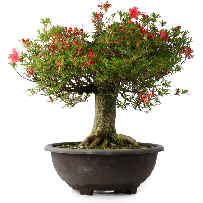 Rhododendron indicum Kinsai, 52 cm, ± 30 years old