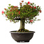 Rhododendron indicum Kinsai, 52 cm, ± 30 jaar oud