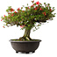 Rhododendron indicum Kinsai, 52 cm, ± 30 jaar oud