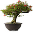 Rhododendron indicum Kinsai, 52 cm, ± 30 jaar oud