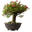 Rhododendron indicum Kinsai, 52 cm, ± 30 jaar oud