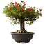 Rhododendron indicum Kinsai, 52 cm, ± 30 jaar oud