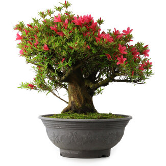 Rhododendron indicum Korin, 50 cm, ± 30 jaar oud
