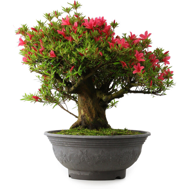 Rhododendron indicum Korin, 50 cm, ± 30 jaar oud