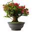 Rhododendron indicum Korin, 50 cm, ± 30 jaar oud