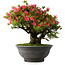 Rhododendron indicum Korin, 50 cm, ± 30 jaar oud