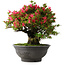 Rhododendron indicum Korin, 50 cm, ± 30 jaar oud